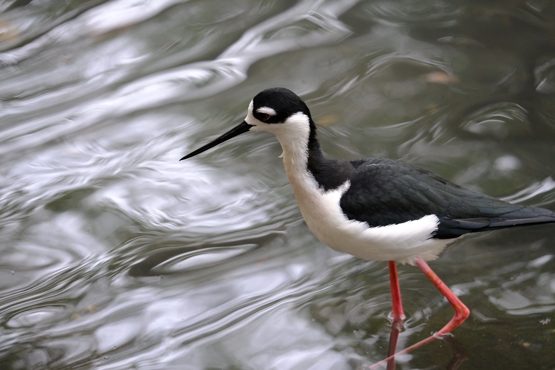 Black Stint - John Wilson